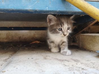 Portrait of kitten by cat