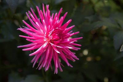 Close-up of flower blooming outdoors