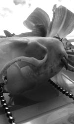 Close-up of an insect on table