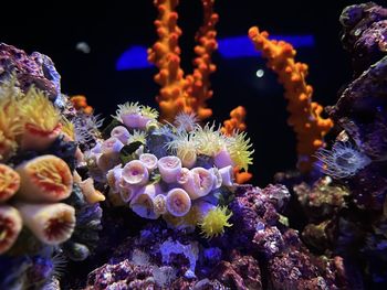 sea life