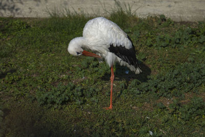 Side view of a bird on field