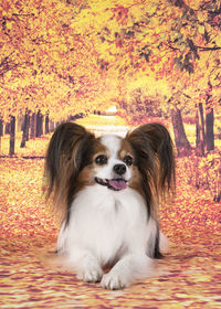 Portrait of dog with autumn leaves
