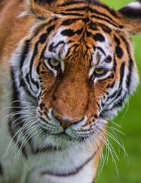 Close-up of a tiger