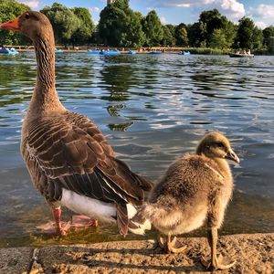 Ducks on a lake