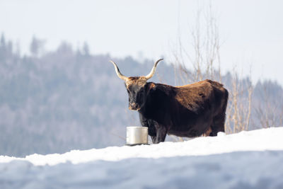 Horse standing on snow field