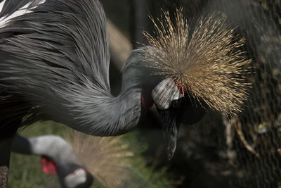 Close-up of a bird