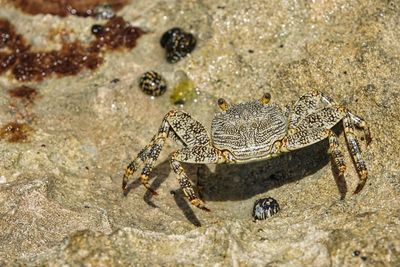 Close-up of crab on sand