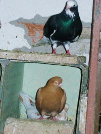 High angle view of birds perching on wall