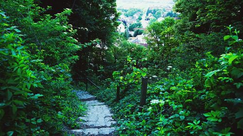 Footpath amidst trees in forest