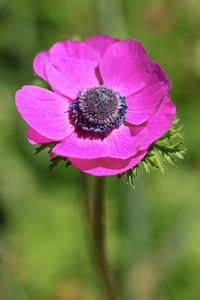 Close-up of pink flower