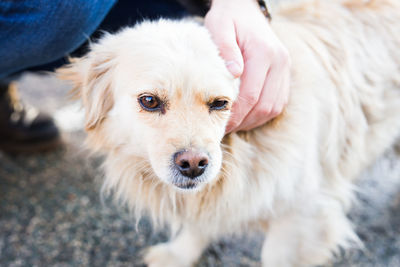 Close-up portrait of dog