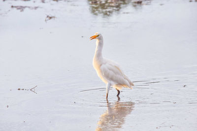 Bird on a lake