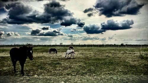 Horse grazing on grassy field against cloudy sky