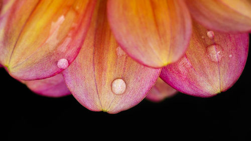 Close-up of purple flower