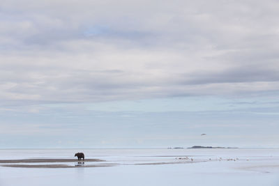 Wide shot of bear on landscape