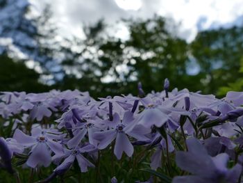 Close-up of purple flowering plants