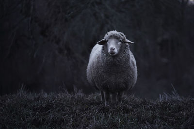 Portrait of an sheep standing on field