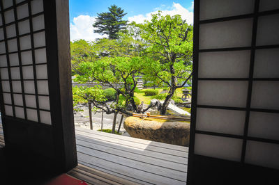 Close-up of plants against window