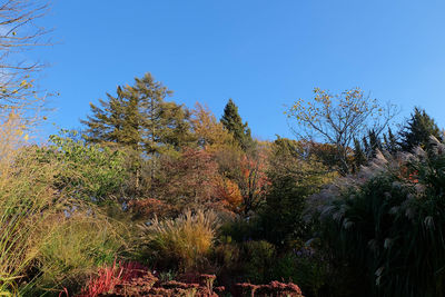 Low angle view of trees against clear blue sky