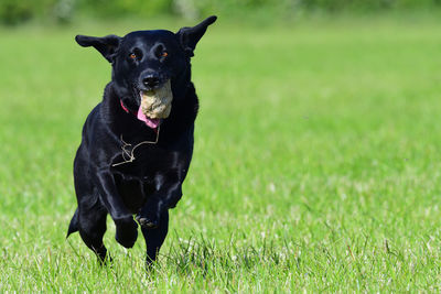 Action shot of a young black labrador running through a field with a stone in it's mouth