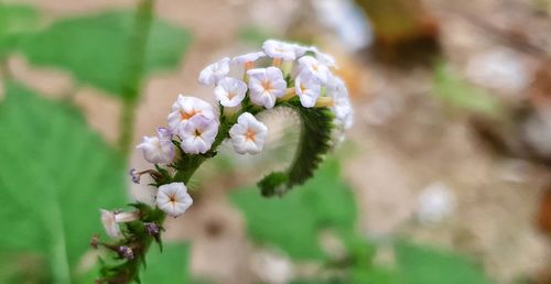 Close-up of white flowering plant