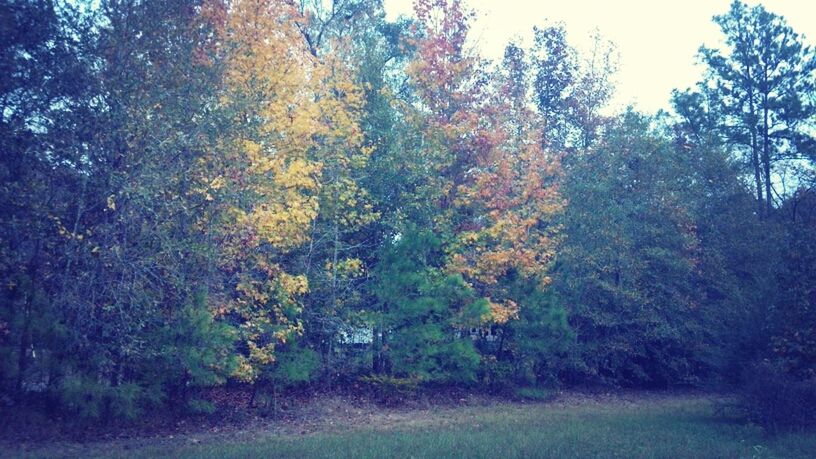 tree, tranquility, growth, tranquil scene, nature, beauty in nature, forest, scenics, non-urban scene, landscape, green color, day, branch, no people, outdoors, lush foliage, autumn, idyllic, plant, sky