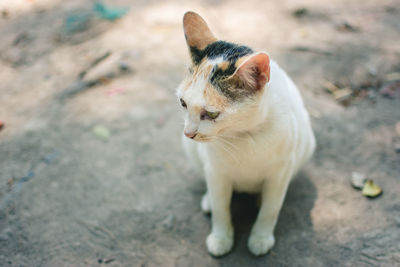 High angle view of cat looking away