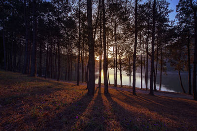 Trees in forest during autumn