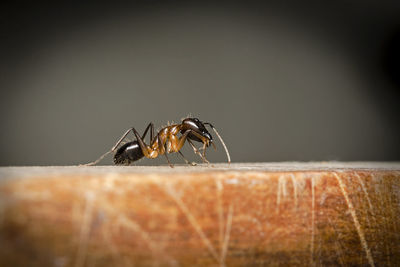 Close-up of spider