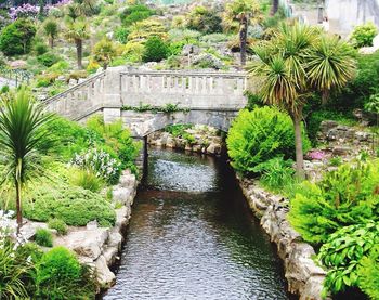 View of lush foliage