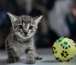 Close-up portrait of kitten