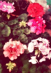 Close-up of pink flowers