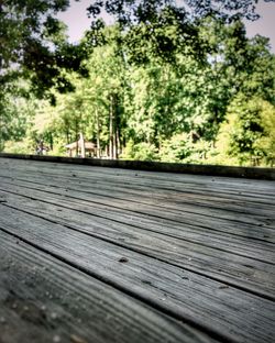 Close-up of trees in park