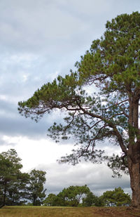 Trees in forest against sky