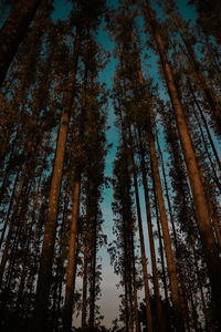 Low angle view of pine trees in forest