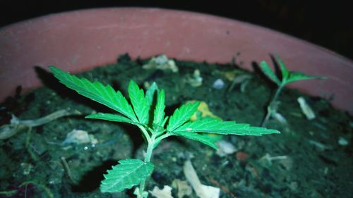 High angle view of plants