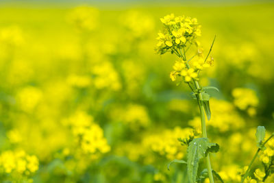 Close-up of yellow flowering plant