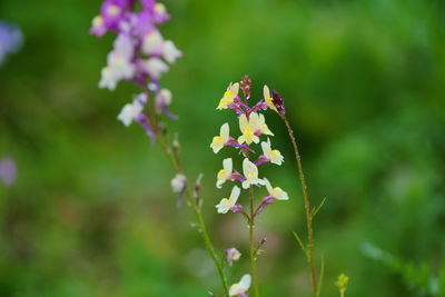 Close-up of purple flowering plant