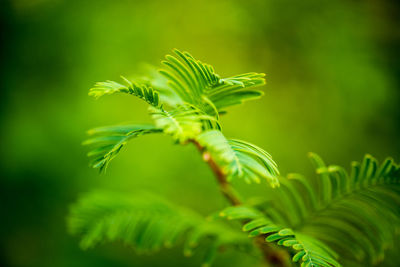 Close-up of fern