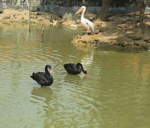 Ducks on lake