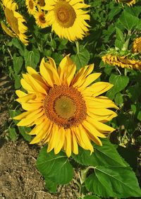 Close-up of sunflower