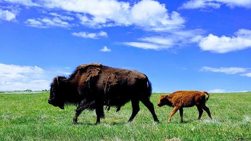 Horses grazing in a field