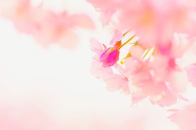 Close-up of pink cherry blossoms against sky