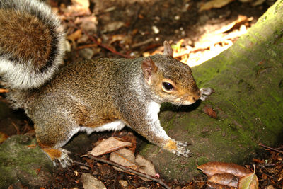 High angle view of squirrel