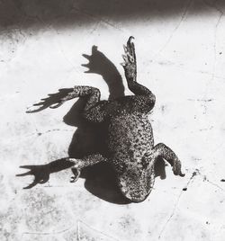 High angle view of turtle in water