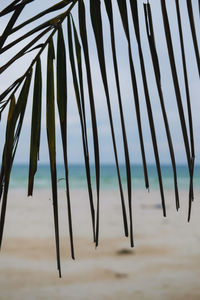 Close-up of palm trees against sky