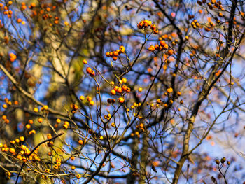 Low angle view of flower tree against sky