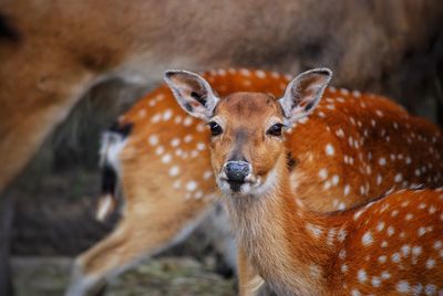 Close-up portrait of deer