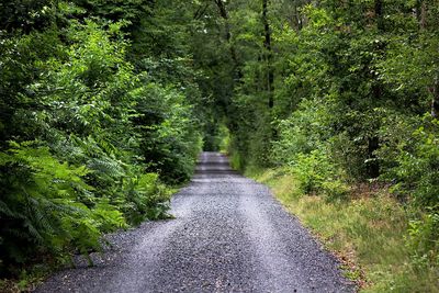 Road amidst trees in forest