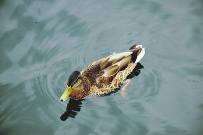 High angle view of seagull swimming in lake